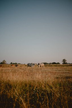 İneklerin güzel manzarası gün batımında sarı çimlerle besleniyor..