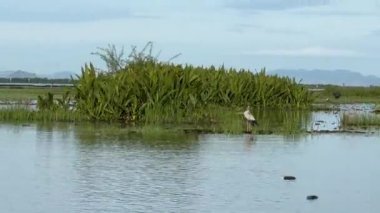 Vahşi yaşam kuşlarını görmek için tekneye binmek bataklık bataklığı, Phatthalung, Tayland.