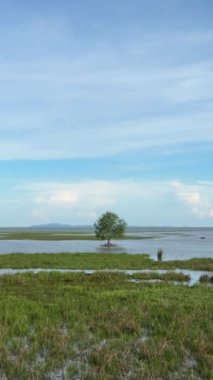 Bataklık bataklığının dikey 4k video görüntüleri vahşi yaşam ve manzara, Tayland.