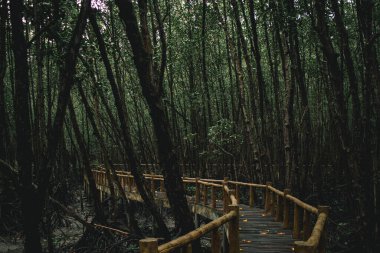 Mu Ko Chumphon Ulusal Parkı 'nın derin mangrov ormanları, Tayland.