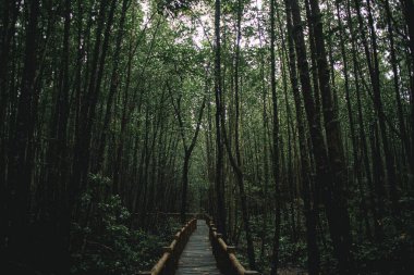 Mu Ko Chumphon Ulusal Parkı 'nın derin mangrov ormanları, Tayland.