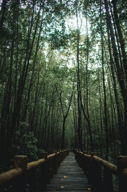 Mu Ko Chumphon Ulusal Parkı 'nın derin mangrov ormanları, Tayland.