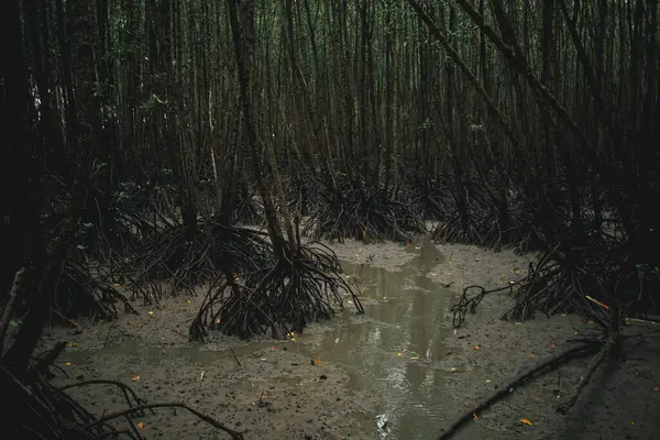 stock image Deep mangrove forest of Mu Ko Chumphon National Park, Thailand.