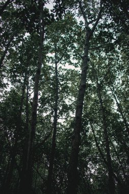 Mu Ko Chumphon Ulusal Parkı 'nın derin mangrov ormanları, Tayland.