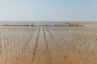 Mangrove anaokulu koruma alanı, filizler mangrov ormanı, Tayland