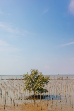 Mangrove anaokulu koruma alanı, filizler mangrov ormanı, Tayland