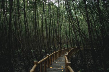 Mu Ko Chumphon Ulusal Parkı 'nın derin mangrov ormanları, Tayland.