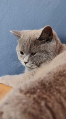 Evin yakınındaki kedinin evinde dinlenme günü var..