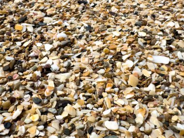 Küçük kumsal kayaları ve deniz kabuğu parçalarından oluşan dar bir çerçeve.