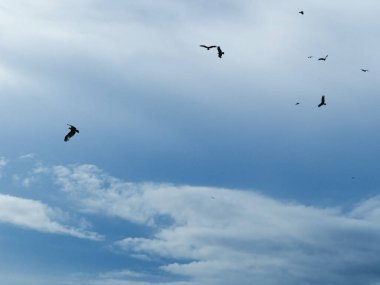 Güneşli bir günde temiz gökyüzünün altında süzülen bir grup kuş.