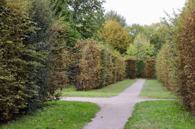 Huzurlu Park 'ta İnsansız Çitler Arasındaki Serene Garden Yolu. Yüksek kalite fotoğraf