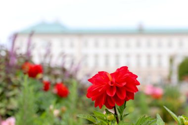 Arka planda Tarihi Avrupa Binası ile Bahçede Kırmızı Dahlia 'nın Yüksek Çözünürlüklü Yakın Çekimi, Doğa ve Seyahat İçeriği İçin Mükemmel. Yüksek kalite fotoğraf