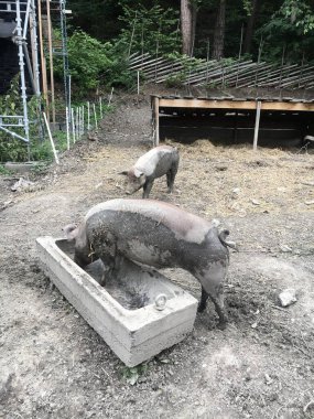 Two Free-Range Pigs Enjoying a Muddy Farmyard with Concrete Water Trough and Rustic Surroundings in the Open-Air Norsk Folkemuseum. High quality photo clipart