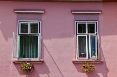 Pembe Duvar 'da Çiçek Kutulu İki Beyaz Çerçeveli Pencerenin Önü Gün Işığında. Yüksek kalite fotoğraf