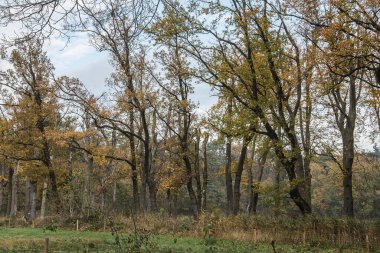 Kruisbergse Bossen 'deki bir caddenin kayın ağaçları kuraklık ve azot yeminli ifadesinden ölürler.