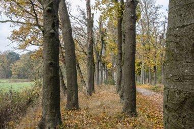 Kruisbergse Bossen 'deki bir caddenin kayın ağaçları kuraklık ve azot yeminli ifadesinden ölürler.