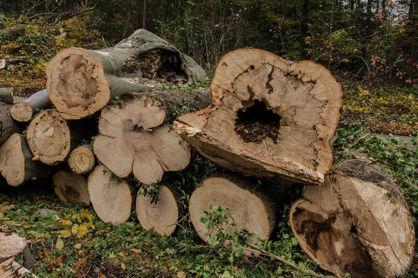 Woodpiles Affected Beeches Died Drought Nitrogen Deposition Former Beeches Avenue — Stock Photo, Image