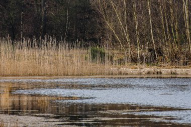 reed and the reflection of reed in the surface of a forest  pond in winter 