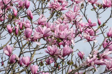 blossoming magnolia flowers in a city garden in spring