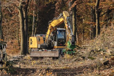 Bir yakalama, Kruisbergse Bossen 'in doğa bölgesindeki kereste yığınlarında kuraklık ve azot depolama yüzünden ölen hasta, kesilmiş ve kesilmiş kayın ağaçlarını fırlatıyor.