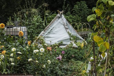 blossoming dahlias around a simple, plastic greenhouse in an allotment garden in early autumn