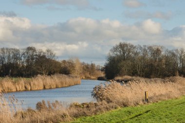 nature area in river Oude IJssel with reed banks and trees on a sunny day in winter