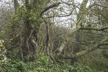 crooked trees in the dune area of the island Goeree Overflakkee due to the onshore wind of the Northsea
