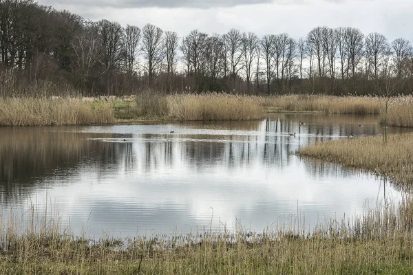 Natur Avrinningsområden Med Vass Bäddade För Tillfälligt Höga Vattenperioder Floden — Stockfoto