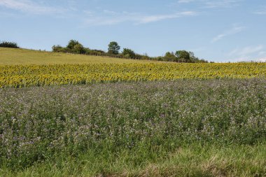 Fransız Bourgogne 'daki tepelik arazi yonca tarlaları ve yaz ayçiçekleri ile dolu tarlalar