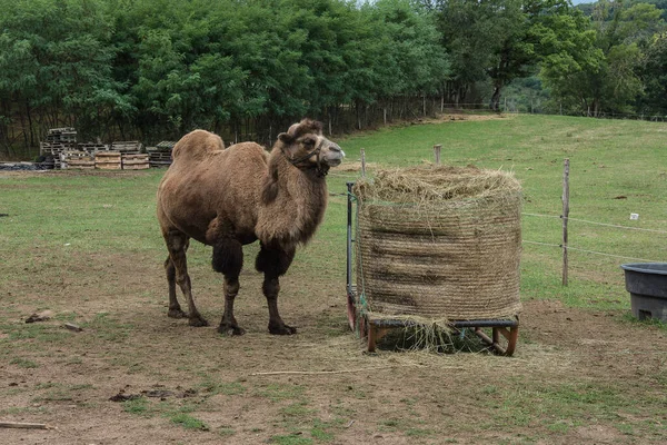 Camello Cerca Una Paca Heno Pequeño Prado Cerca Del Pueblo — Foto de Stock