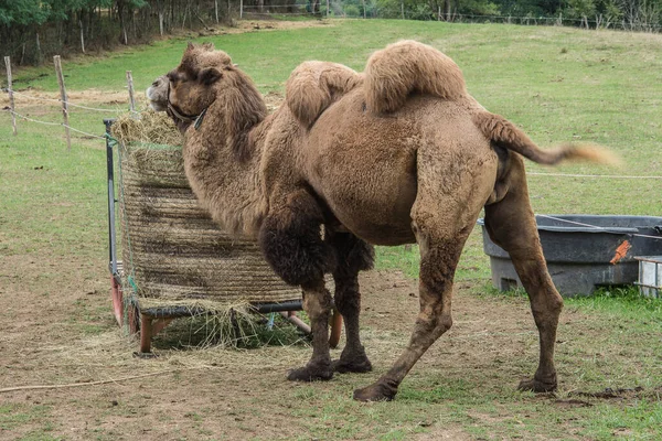 stock image camel near a hay bale on a small meadow near the village La Motte-Ternant in the French region of the Bourgogne