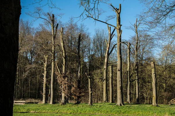 Buky Odumírající Sucha Dusíkaté Depozice Přírodní Oblasti Slangenburg — Stock fotografie