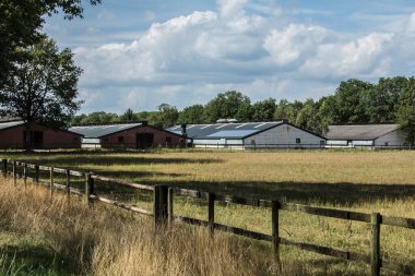 Yazın güneşli bir günde çitli bir çayırda dört domuz çiftliği.