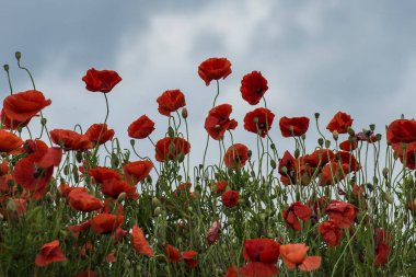 IJssel nehrinin yakınındaki bir çiftliğin yakınındaki kum yığınında kırmızı gelincikler.