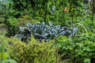 kırmızı lahana ve daha fazla sebze ve çiçekler şehir bahçesinde