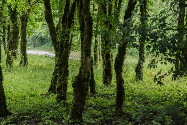 Jura 'nın Fransız bölgesinde, yosun kaplı bir nehir kıyısındaki ağaçlar.