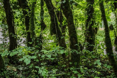 Jura 'nın Fransız bölgesinde, yosun kaplı bir nehir kıyısındaki ağaçlar.