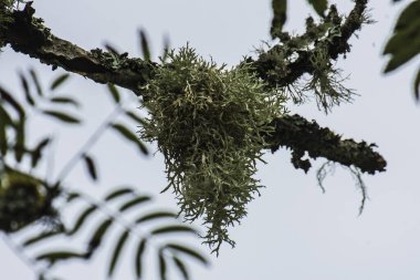 Fransız Chartreuse bölgesindeki bir doğa bölgesinde bir ağacın dallarındaki liken.