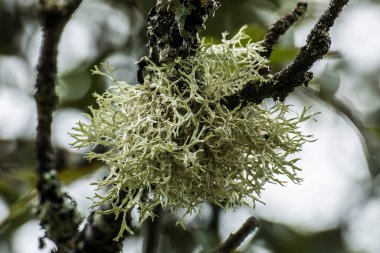 Fransız Chartreuse bölgesindeki bir doğa bölgesinde bir ağacın dallarındaki liken.