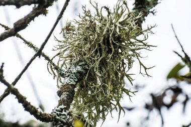 Fransız Chartreuse bölgesindeki bir doğa bölgesinde bir ağacın dallarındaki liken.