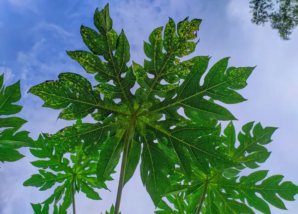 Papaya mavi gökyüzü arkaplanıyla ayrılıyor. Yeşil papaya yapraklarının yakın plan ayrıntıları