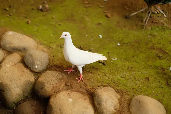 Beyaz güvercin, Beyaz Güvercin 'in detaylarını kapat. Güvercin izole