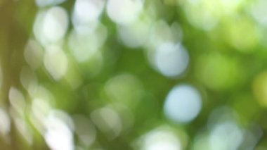 Bokeh güzel yeşillik doğa yeşil ağaç, parlak sabah güneşi ışıl ışıl parıldıyor ve bulanık yaz yeşil yaprakları arasından fışkırıyor. 