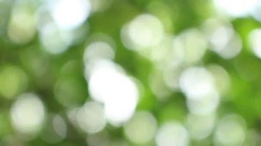 Bokeh güzel yeşillik doğa yeşil ağaç, parlak sabah güneşi ışıl ışıl parıldıyor ve bulanık yaz yeşil yaprakları arasından fışkırıyor. 
