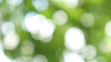 Bokeh güzel yeşillik doğa yeşil ağaç, parlak sabah güneşi ışıl ışıl parıldıyor ve bulanık yaz yeşil yaprakları arasından fışkırıyor. 