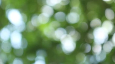 Bokeh güzel yeşillik doğa yeşil ağaç, parlak sabah güneşi ışıl ışıl parıldıyor ve bulanık yaz yeşil yaprakları arasından fışkırıyor. 