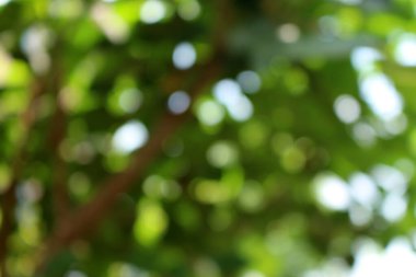 Bokeh güzel yeşillik doğa yeşil ağaç, parlak sabah güneşi pırıl pırıl parıldıyor ve yaz mevsiminin yeşil yaprakları arasında çiçek açıyor.