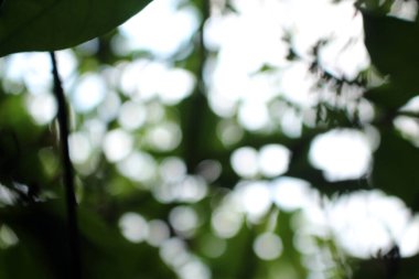 Bokeh güzel yeşillik doğa yeşil ağaç, parlak sabah güneşi pırıl pırıl parıldıyor ve yaz mevsiminin yeşil yaprakları arasında çiçek açıyor.