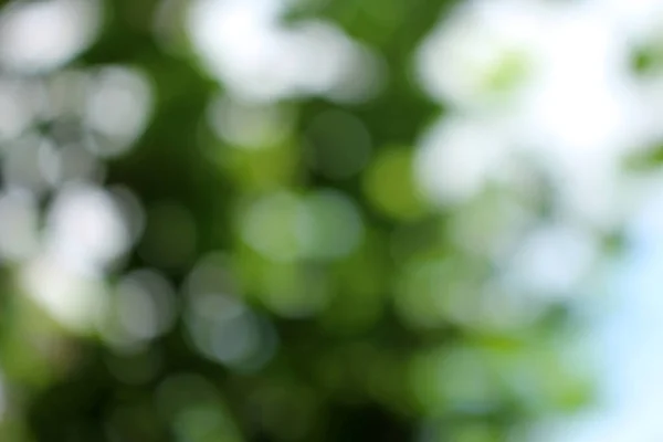 stock image bokeh nice foliage nature green tree, Bright morning sunshine sparkling and bursting through blurry summer green foliage of blooming background