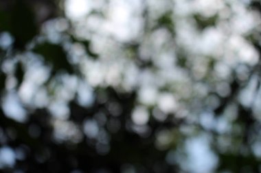 Bokeh güzel yeşillik doğa yeşil ağaç, parlak sabah güneşi pırıl pırıl parıldıyor ve yaz mevsiminin yeşil yaprakları arasında çiçek açıyor.